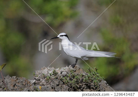 Black-naped tern perched on a reef 129643487