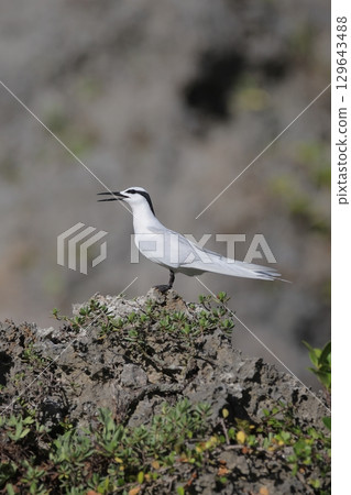 Black-naped terns singing on the reef Black-naped terns singing on the reef 129643488