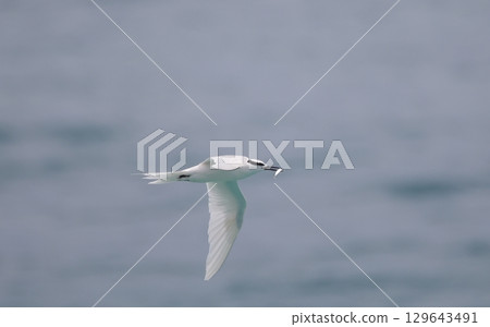 Black-naped tern catching a fish Black-naped tern catching a fish 129643491