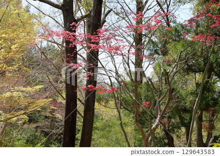 Cute young leaves of Japanese maple 129643583