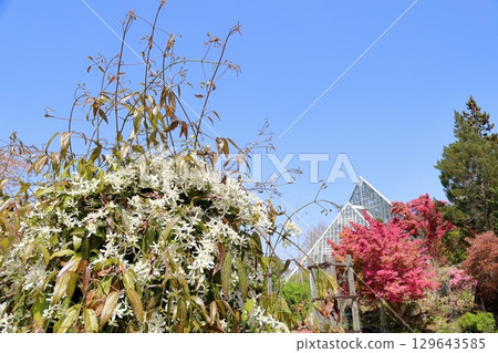 Clematis Armandii flower 129643585