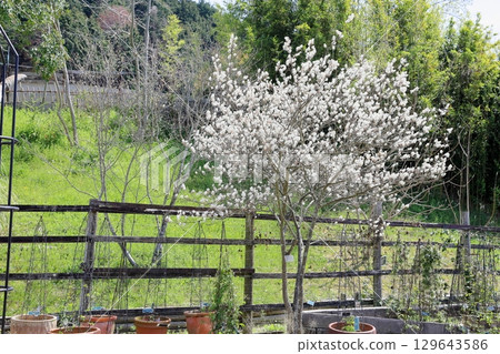 Refreshing Juneberry flowers 129643586