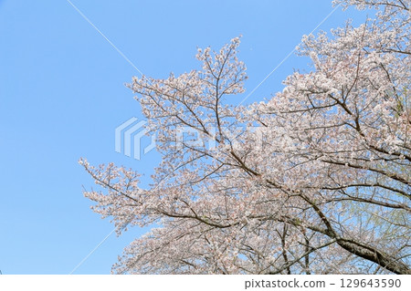 Full bloom Somei Yoshino cherry blossoms 129643590