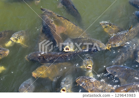 錦鯉在池塘里游泳 129643983