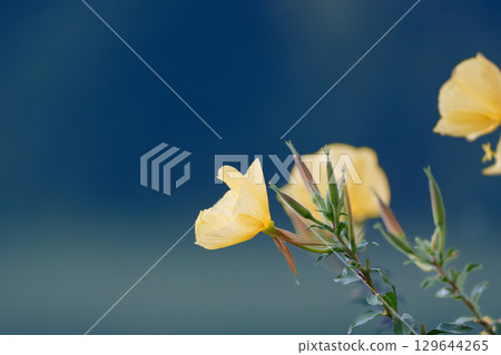 暮色中綻放的月見草 暮色中綻放的月見草 129644265