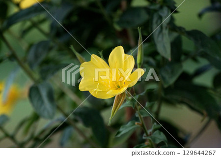 暮色中綻放的月見草 暮色中綻放的月見草 129644267