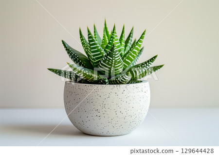 種植在白色圓形花盆中的十二卷屬植物的特寫 129644428