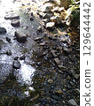 river flow and fallen leaves 129644442