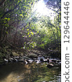 river flow and fallen leaves 129644446
