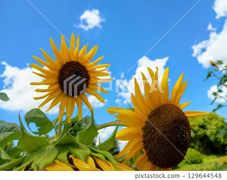 Sunflower and blue sky Sunflower and blue sky 129644548