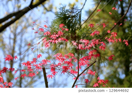 Cute young leaves of Japanese maple 129644692