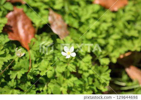 可愛的二林莊花 129644698