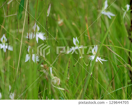 Wetland flora: Egret grass community Wetland flora: Egret grass community 129644705