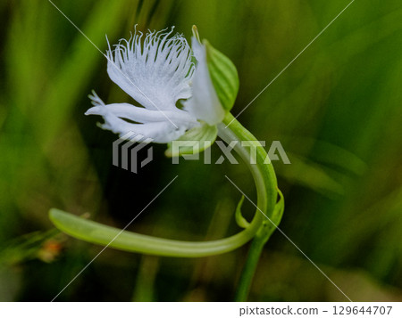 Wetland flora Egret Wetland flora Egret 129644707