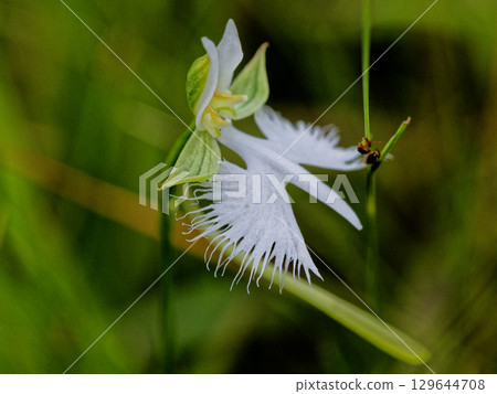 Wetland flora Egret Wetland flora Egret 129644708