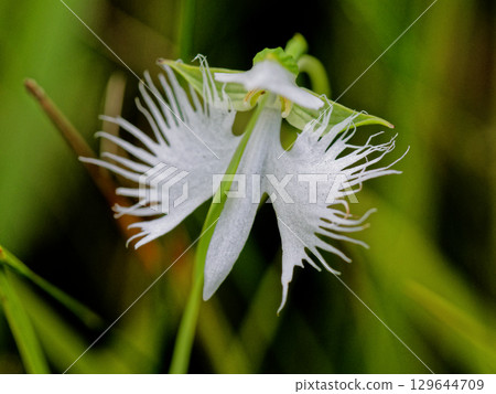 Wetland flora Egret Wetland flora Egret 129644709