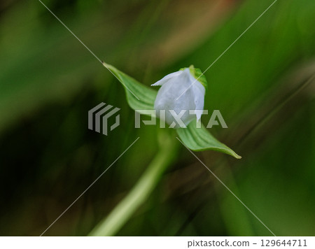 濕地植物:白鷺花蕾 濕地植物:白鷺花蕾 129644711