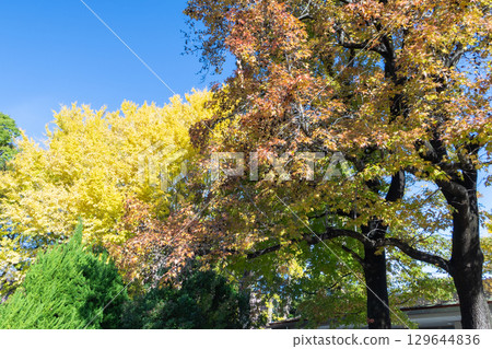 Autumn leaves shining in the blue sky Autumn leaves shining in the blue sky 129644836
