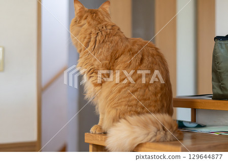 貓坐著凝視,棕色虎斑貓 貓坐著凝視,棕色虎斑貓 129644877
