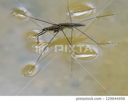 浮在水面上的水黽交配 129644898