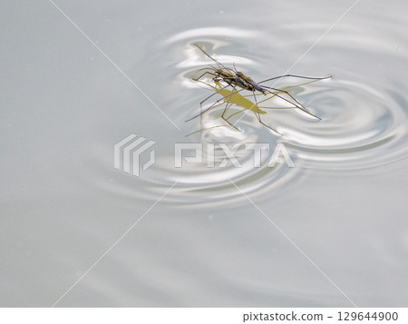 Mating of water striders floating on the water surface 129644900