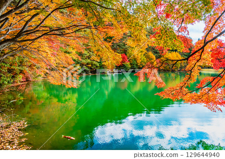 Lake Minami-Inaga in Yamanashi, dyed in autumn leaves Lake Minami-Inaga in Yamanashi, dyed in autumn leaves 129644940