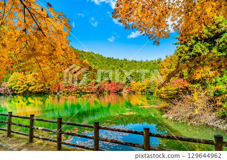 Lake Minami-Inaga in Yamanashi, dyed in autumn leaves Lake Minami-Inaga in Yamanashi, dyed in autumn leaves 129644962
