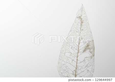骨架葉的美麗白色葉脈 129644997