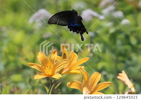 Kurumayama Plateau: A swallowtail butterfly sucking nectar from a day lily 129645015