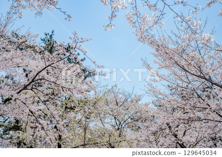  櫻花和藍天 129645034