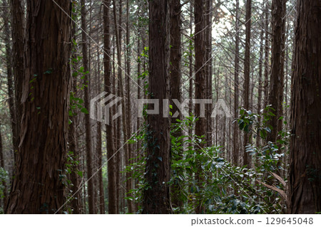 In a quiet forest In a quiet forest 129645048