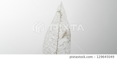 Beautiful white veins of the skeleton leaf Beautiful white veins of the skeleton leaf 129645049