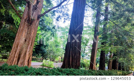 筑波植物園的紅杉 129645053