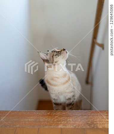 Cat climbing stairs, Siamese tabby cat 129645066
