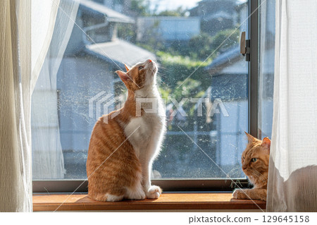 Two cats relaxing by the window 129645158