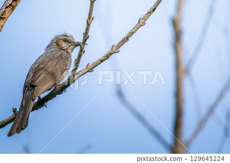 Brown-eared bulbul perched on a branch, copy space 129645224