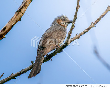 Brown-eared bulbulous on branches 129645225