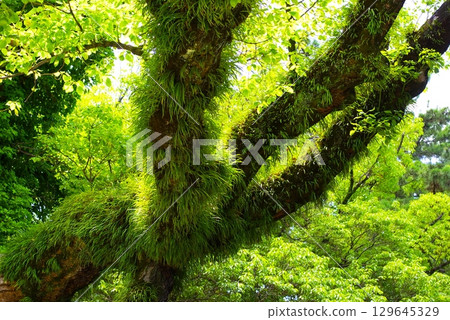 Scenery of the temple grounds② 129645329