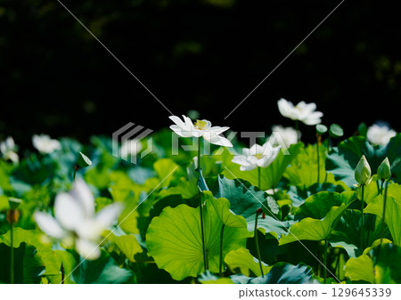 白蓮花 129645339