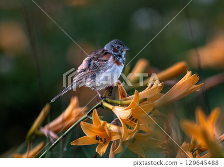 一隻紅臉鹀停在一朵黃花菜上 一隻紅臉鹀停在一朵黃花菜上 129645488