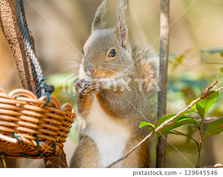 Close-up of a Japanese squirrel 129645546