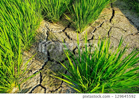 A scene of dry rice field soil due to drought 129645592