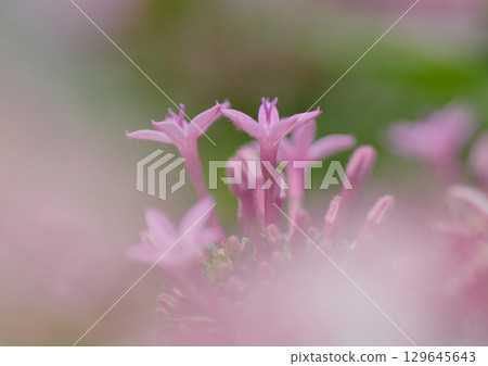Cute pink flowers 129645643
