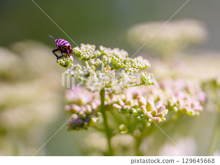 Insects sucking flower nectar Insects sucking flower nectar 129645668