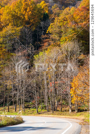 Autumn leaves along Seseragi Kaido (Kiyomi Town, Takayama City, Gifu Prefecture) 129645694