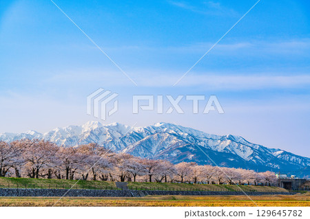 【富山縣】旭川:盛開的櫻花樹背後,是白雪皚皚的立山連峰。 【富山縣】旭川:盛開的櫻花樹背後,是白雪皚皚的立山連峰。 129645782