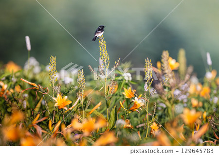 Flowers blooming on the plateau and stonechat 129645783