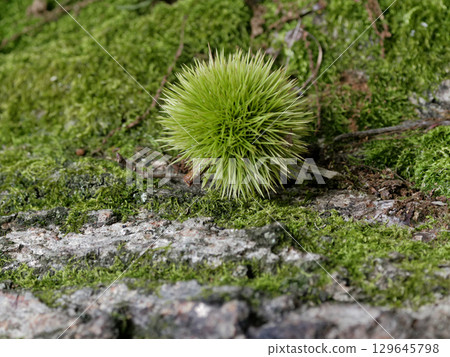 野生栗樹的橡子,又稱 Shibaguri,屬於殼斗科 野生栗樹的橡子,又稱 Shibaguri,屬於殼斗科 129645798