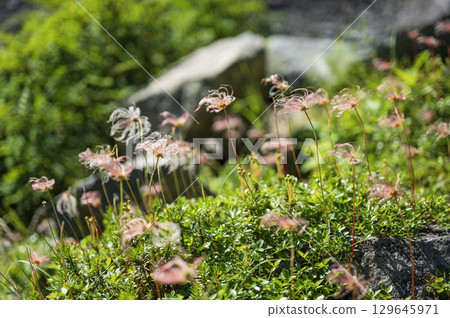Geum pentapetalum that grows in clusters Geum pentapetalum that grows in clusters 129645971