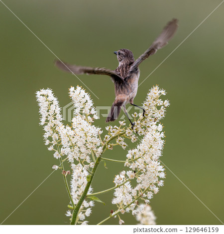A flying stonechat and a lily of the valley A flying stonechat and a lily of the valley 129646159